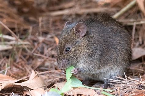 An Australian Bush Rat#WILDLIFE #PHOTOGRAPHY #COLORS OF NATURE #ADORABLE #UNBELIEVABLE #STUNNED ...