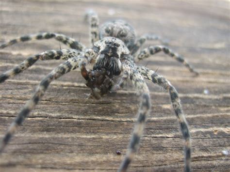 Dark Fishing Spider (Dolomedes tenebrosus) - Psychotic Nature