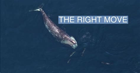 Endangered North Atlantic right whales get conservation funding | Semafor