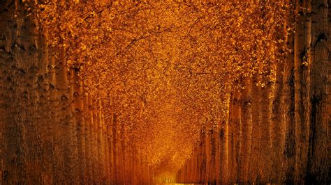 Autumn Park Wallpapers - Wallpaper Cave