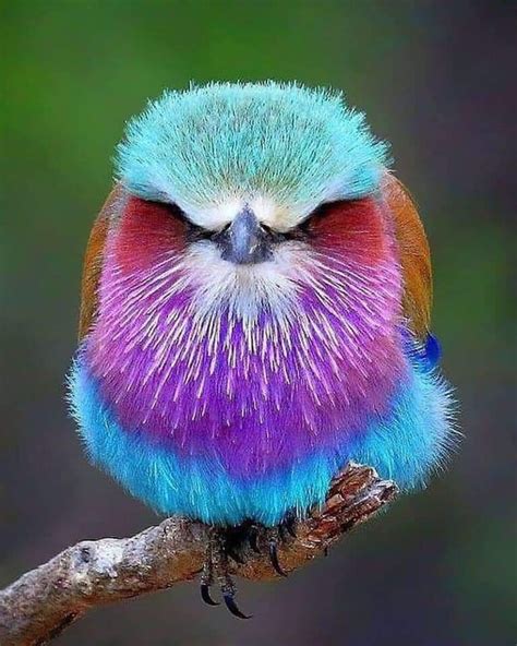 🔥 Colorful bird 🔥 : NatureIsFuckingLit