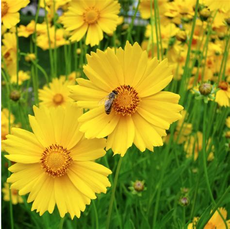 Coreopsis lanceolata (Lanceleaf Coreopsis) - ColoradoHardyPlants.com