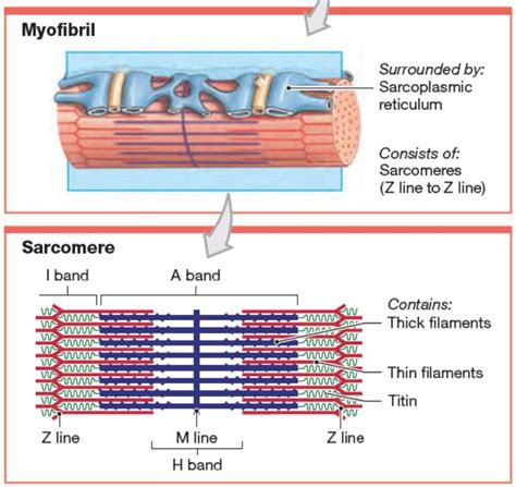 Which of the following statements are not true about the sarcomere?I. The portion between ...