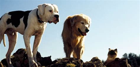 The 12 Best Dog Movies of All Time | Dog Tag Art