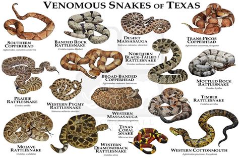 Venomous Snakes of Texas Art Print / Field Guide | Etsy