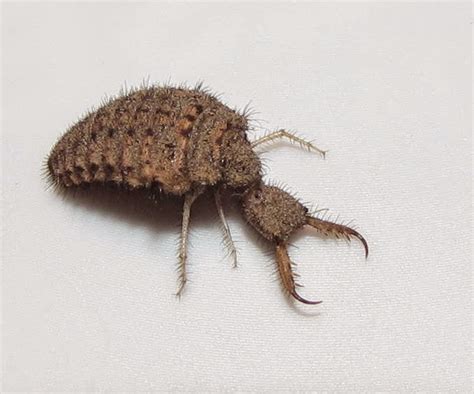 Antlion ~ Detailed Information | Photos | Videos