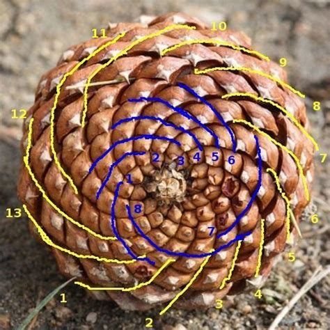 Fibonacci Growth Patterns