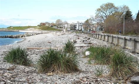 Halting Erosion And Monitoring Habitat Restoration Along Victoria’s Ross Bay Seawall - Archipelago