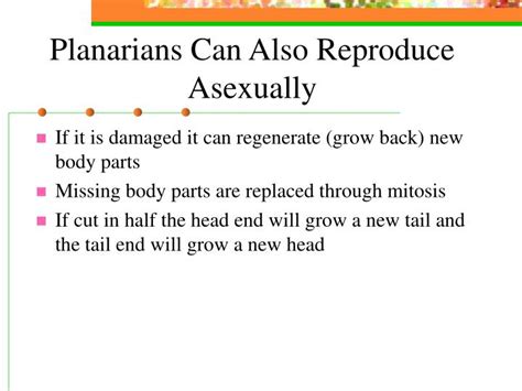 PPT - Lesson Activity on Sponges, Cnidarians, Flatworms and Roundworms PowerPoint Presentation ...