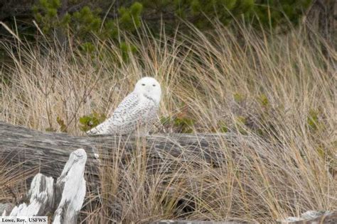 All About Snowy Owls: Facts, Pictures & In-Depth Information