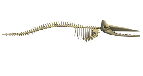 Sperm Whale Skeleton 3D model | CGTrader