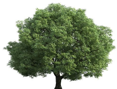 Green Tree Png - Free Logo Image