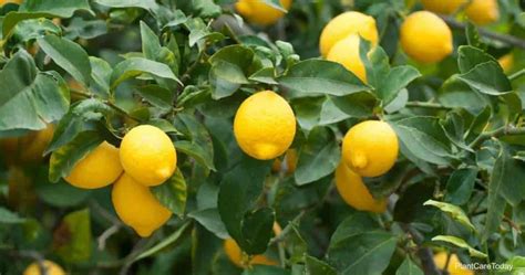 Lemon Tree Fertilizer: When & How To Use It (DETAILS]