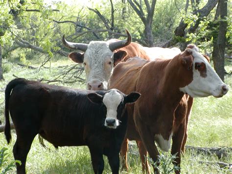 Livestock | Rainwater Harvesting