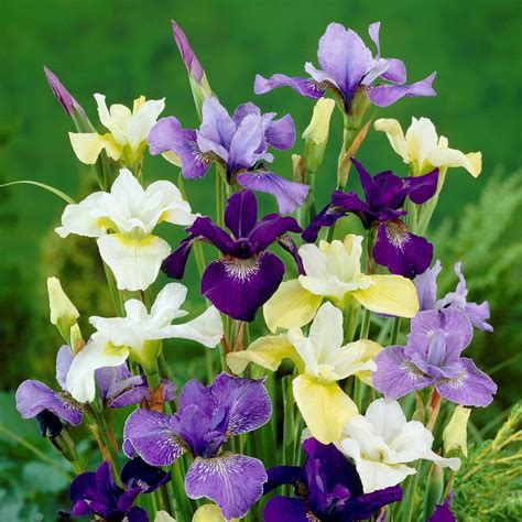 Siberian Iris Bulbs for Sale – Easy To Grow Bulbs