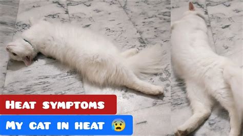 female cat in heat 😰 | cat heat symptoms | advice for new cat parents #snowkidunya - YouTube