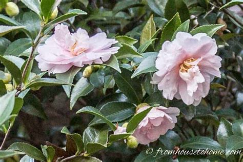 Camellia Care Guide (How to Grow Gorgeous Camellias In Your Garden) - Gardening @ From House To ...