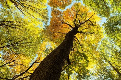 Premium Photo | Autumn forest trees