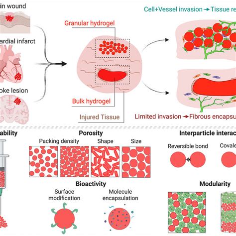 (PDF) Granular hydrogels for endogenous tissue repair