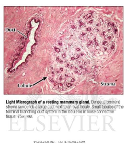 Light Micrograph of a Resting Mammary Gland