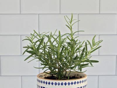 Growing Rosemary Indoors: Tips For Care Of Rosemary Plants Inside