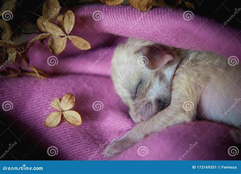 Newborn Fennec Fox Cub on Hand, 2 Weeks Old Stock Image - Image of carnivore, care: 173169351