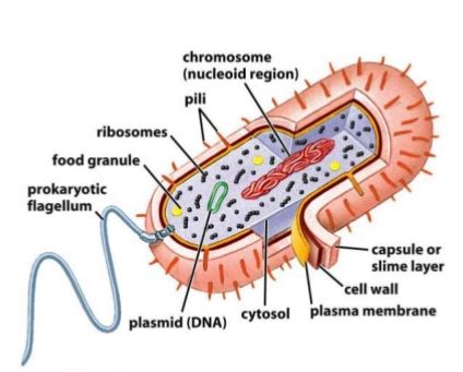 Algae| Cell structure| Prokaryotic and Eukaryotic| Nucleus| Defferences