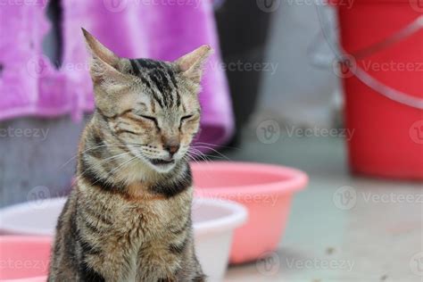 Brown tabby cat is sitting and close his eyes to sleeping 9769972 Stock ...