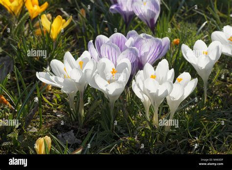 Crocus vernus ssp. albiflorus, White spring crocus Stock Photo - Alamy