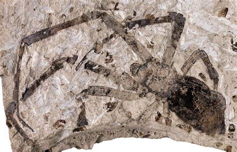 Biggest Fossil Spider Found | Dinosaur fossils, Prehistoric animals ...