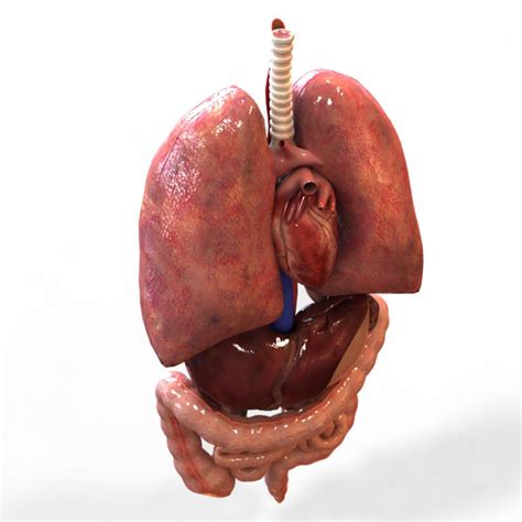 3d human internal organs intestines model