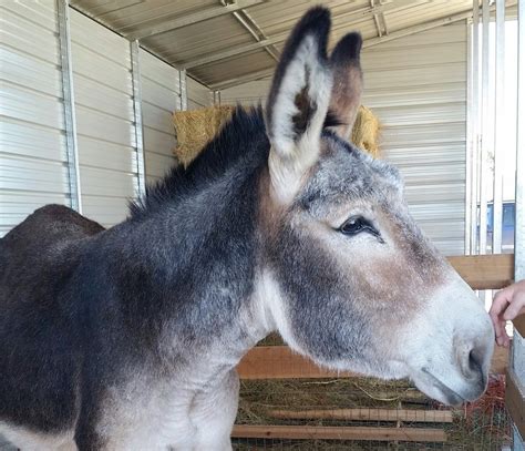 Pet Donkey, Donkey Care, Donkey Training, Horse Behavior, Cow ...