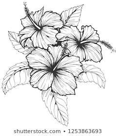 Simple Hibiscus Flower Sketch