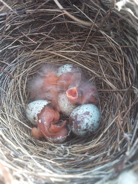 Baby Birds hatching by Jenilyn88 on DeviantArt