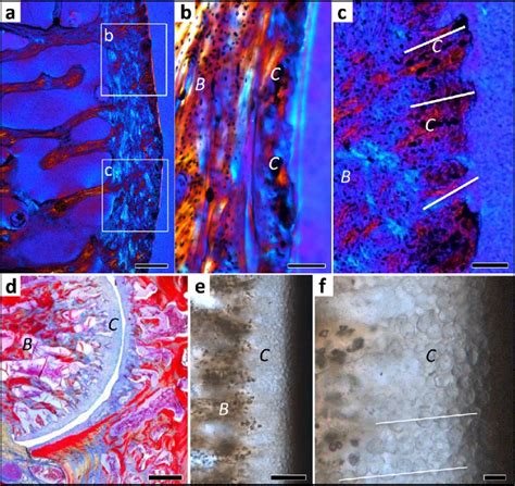 Histology of mammalian and squamate intervertebral spaces. (a) Extant ...