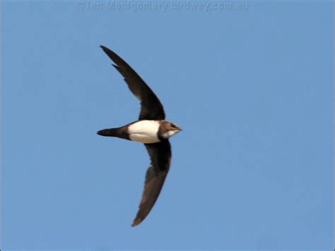 Alpine Swift photo image 7 of 7 by Ian Montgomery at birdway.com.au