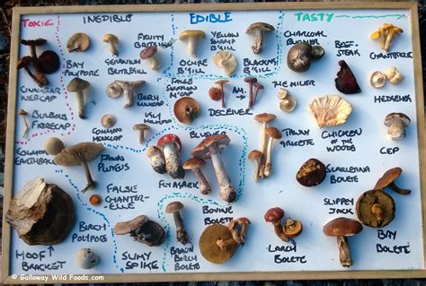 The Day I Ate A Deadly Plant: The Spectrum of Edibility – Galloway Wild Foods