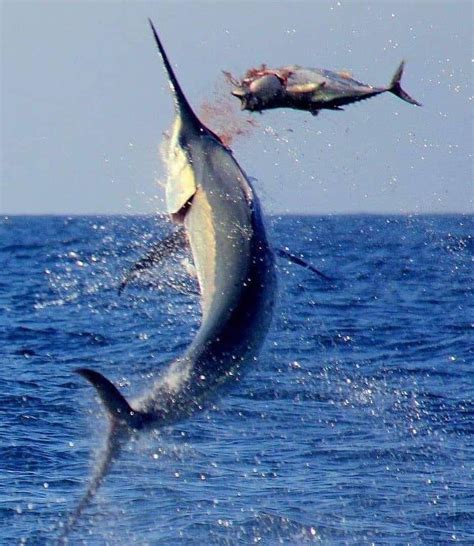 Swordfish and tuna.....