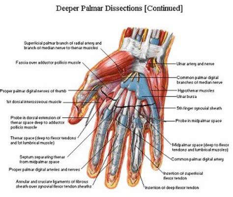 Diagram Of Hand Tendons And Ligaments