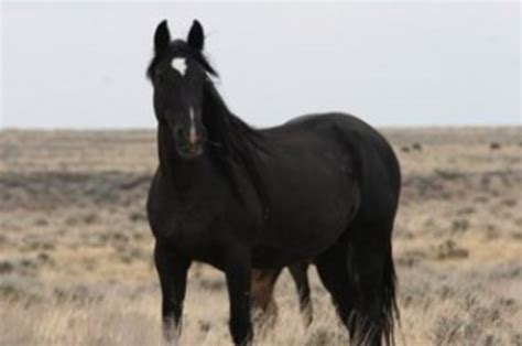 Wild Mustangs in Wyoming