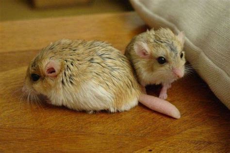 Gerbil Breeds: 8 Types Of Gerbils & Their Characteristics