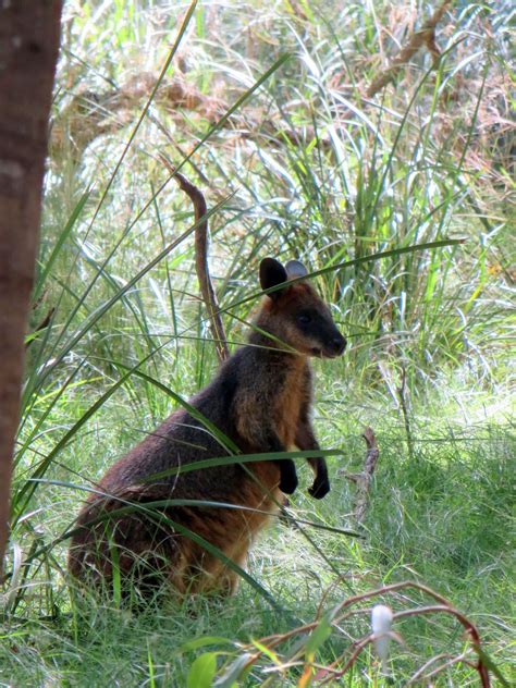 Travel Australia: Phillip Island Nature Parks