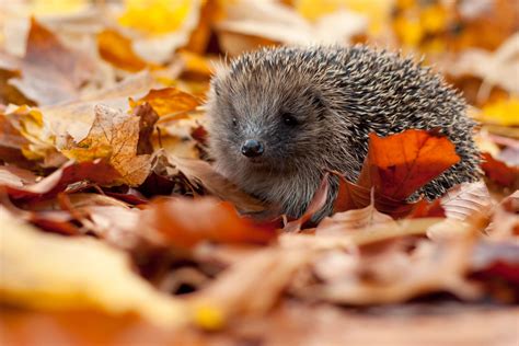 How to help hedgehogs | Conservation | Scottish Wildlife Trust