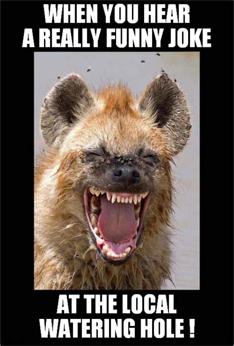 A Happy Hyena ! - Imgflip