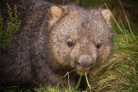 Cradle Mountain Wildlife Spotting after Dark 2024 - Cradle Mountain ...