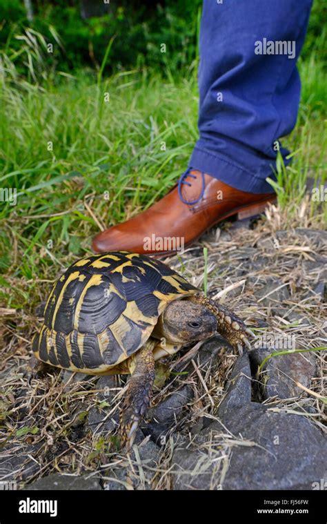 Hermann's tortoise, Greek tortoise (Testudo hermanni), size comparison ...