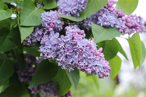 What to Know About Lilac Bush Care | The Family Handyman