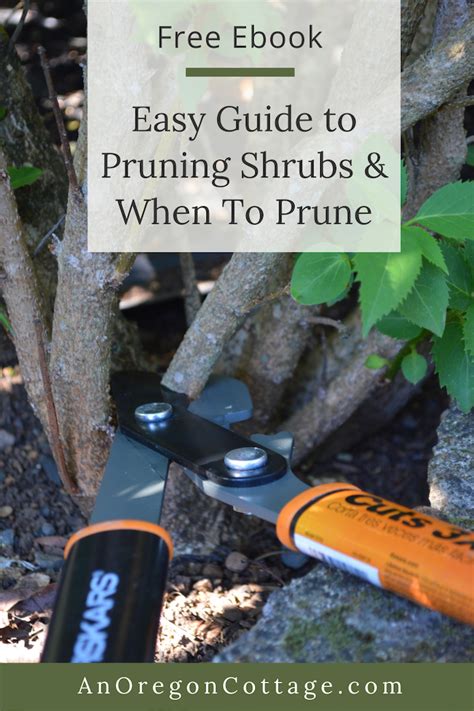 Complete guide to pruning shrubs including how to make cuts and when to prune different shrubs ...