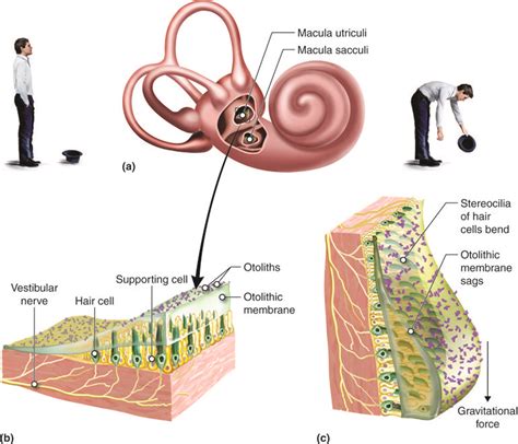 Special Senses: Hearing (Audition) and Balance | A & P 1/2 | Middle ear ...