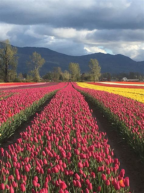 Chilliwack Tulip Festival 2019 (Tulips of the Valley) starts April 10